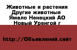 Животные и растения Другие животные. Ямало-Ненецкий АО,Новый Уренгой г.